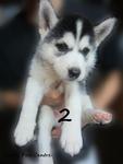 - Breed : Siberian Husky - Gender : Female - D.O.B : 3 August 2011 - Primary Color : Black and White