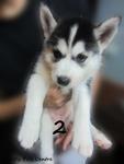 - Breed : Siberian Husky - Gender : Female - D.O.B : 3 August 2011 - Primary Color : Black and White