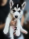 - Breed : Siberian Husky - Gender : Female - D.O.B : 3 August 2011 - Primary Color : Black and White