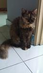 Sherra - Persian Cat