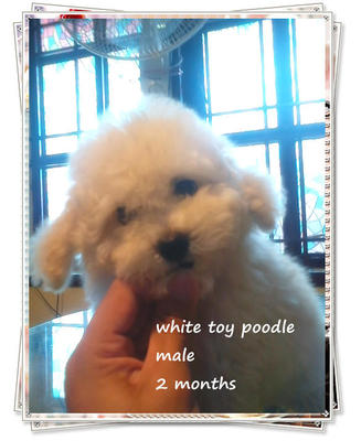 Toy Poodle~white/dark Brown/apricot - Poodle Dog