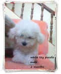 Toy Poodle~white/dark Brown/apricot - Poodle Dog