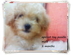 Toy Poodle~white/dark Brown/apricot - Poodle Dog