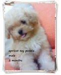 Toy Poodle~white/dark Brown/apricot - Poodle Dog