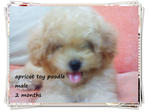 Toy Poodle~white/dark Brown/apricot - Poodle Dog