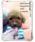 Toy Poodle~white/dark Brown/apricot - Poodle Dog