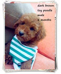 Toy Poodle~white/dark Brown/apricot - Poodle Dog