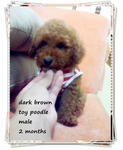 Toy Poodle~white/dark Brown/apricot - Poodle Dog