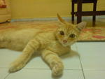 Cik Oren - Domestic Medium Hair Cat