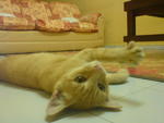 Cik Oren - Domestic Medium Hair Cat