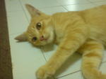 Cik Oren - Domestic Medium Hair Cat