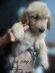 - Breed : Golden Retriever - Gender : Male - D.O.B : 6 August 2011 - Primary Color : Golden - Condit