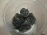 Winter White Dwarf Hamsters - Short Dwarf Hamster Hamster