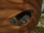 Winter White Dwarf Hamsters - Short Dwarf Hamster Hamster