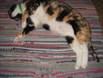 Patches - Domestic Short Hair + Tortoiseshell Cat