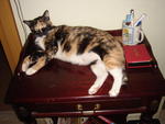 Patches - Domestic Short Hair + Tortoiseshell Cat