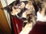 Patches - Domestic Short Hair + Tortoiseshell Cat