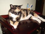 Patches - Domestic Short Hair + Tortoiseshell Cat