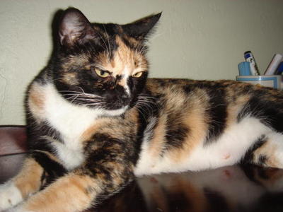 Patches - Domestic Short Hair + Tortoiseshell Cat