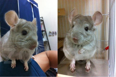 Chinchilla - Chinchilla Small & Furry