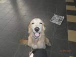 PF24064 - Golden Retriever Dog