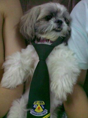 Mou Mou - Shih Tzu Dog