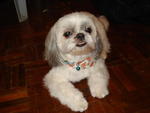 Mou Mou (Help) - Shih Tzu Dog