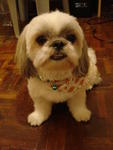 Mou Mou (Help) - Shih Tzu Dog