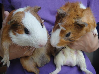 Momo And Dimsum - Guinea Pig Small & Furry