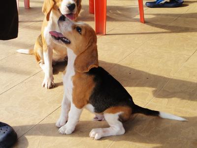 Tiger - Beagle Dog