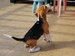 Tiger - Beagle Dog