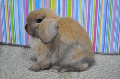 Hl1 - Holland Lop Rabbit