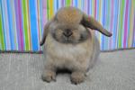 Hl1 - Holland Lop Rabbit