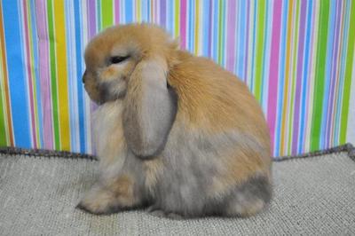 Hl2 - Holland Lop Rabbit