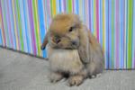 Hl2 - Holland Lop Rabbit