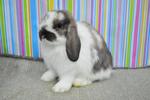 Hl3 - Holland Lop Rabbit