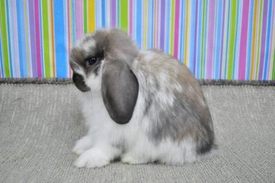 Hl4 - Holland Lop Rabbit