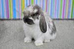 Hl4 - Holland Lop Rabbit