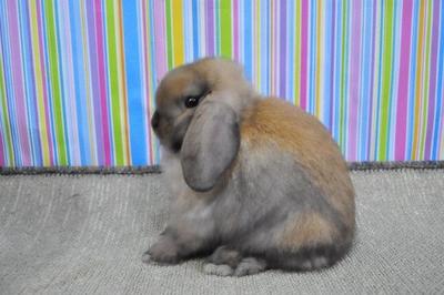 Hl5 - Holland Lop Rabbit