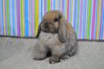 Hl5 - Holland Lop Rabbit