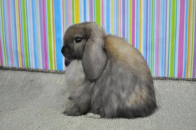 Hl7 - Holland Lop Rabbit