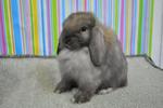 Hl7 - Holland Lop Rabbit