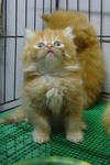 Persian Kitten - Persian Cat