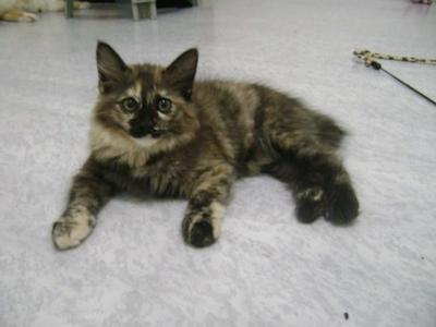 Tortie - Domestic Long Hair Cat