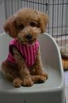 My new cloth . But Im a boy , how come Im wearing a pink cloth ?  After grooming , second grooming .