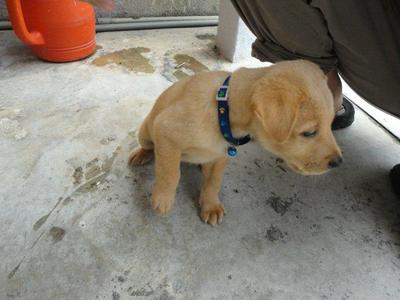 Brownie ( The Cutie )  - Labrador Retriever + Spitz Dog