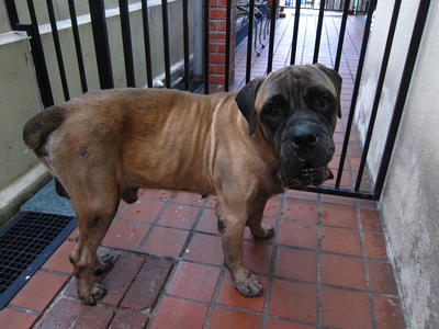 PF24119 - Boxer Dog