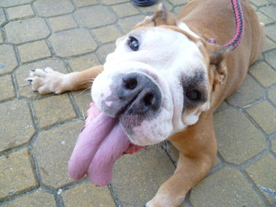 Amme - English Bulldog Dog