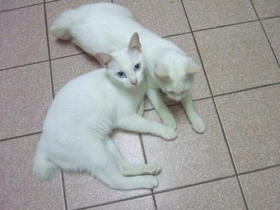 Adik &amp; Abg (Twins) - Persian + Singapura Cat