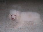 Angel - Poodle Dog